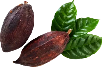 cocoa